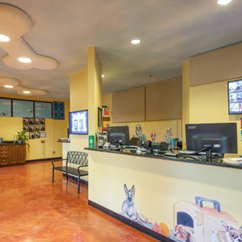 The reception area of All American Pet Resorts Fort Myers